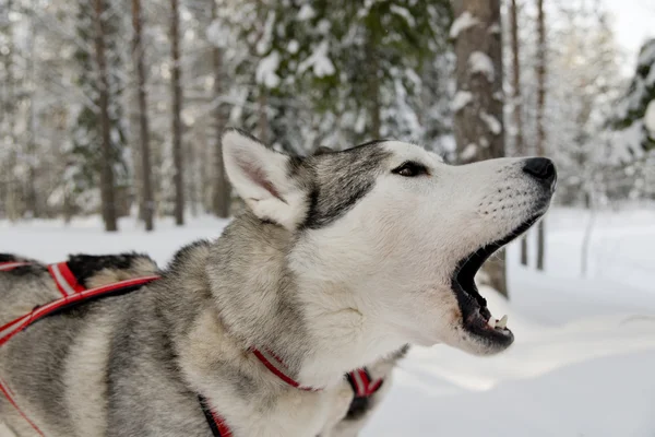 Perros en trineo con huskies en un hermoso paisaje invernal, Swed — Foto de Stock