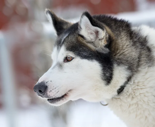 Chiens traîneau avec huskies dans un beau paysage hivernal, Swed — Photo