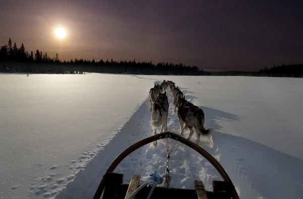 Cani da slitta con husky in un bellissimo paesaggio invernale, Svedese — Foto Stock