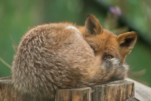 Portretul unei vulpi roșii (Vulpes vulpes) pe un fundal verde , — Fotografie, imagine de stoc