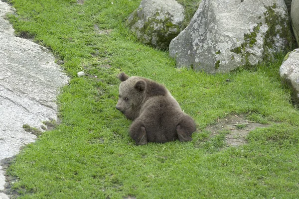 Niedźwiedź brunatny latem — Zdjęcie stockowe