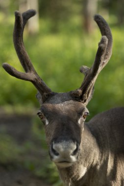 dökülme peeling ile tam yetişkin shaggy Ren geyiği