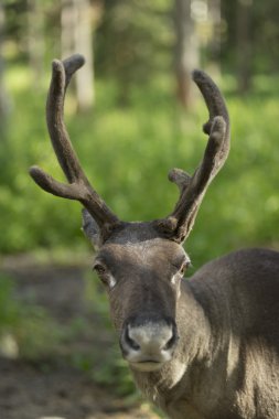 dökülme peeling ile tam yetişkin shaggy Ren geyiği