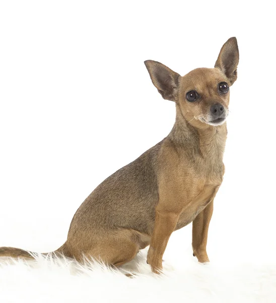 Ženské pincher hračka pes — Stock fotografie