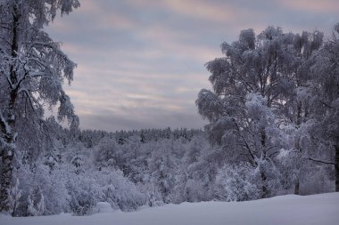 Kış boyunca Laponya 'da soğuktan kristalize olmuş ağaçlar.