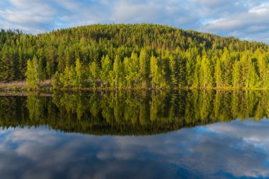 Skelleftea nehrinin sularına yansıyan ağaçlar