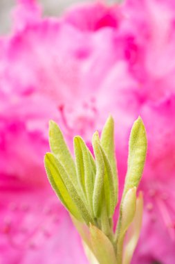 Birçok fuşya çiçeği Rhododendron, bahçede güzel bir arka plan