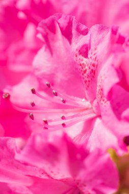 Birçok fuşya çiçeği Rhododendron, bahçede güzel bir arka plan