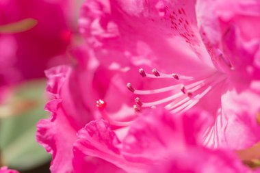 Birçok fuşya çiçeği Rhododendron, bahçede güzel bir arka plan