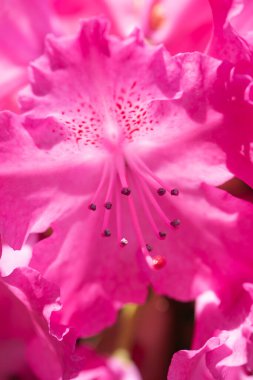 Birçok fuşya çiçeği Rhododendron, bahçede güzel bir arka plan