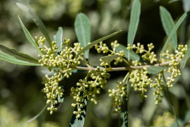 Çiçekleri verecek zeytin ağacının tomurcukları