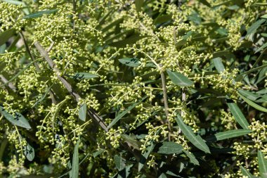 Çiçekleri verecek zeytin ağacının tomurcukları