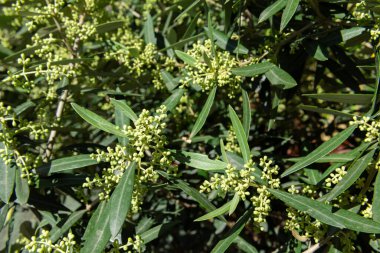 Çiçekleri verecek zeytin ağacının tomurcukları