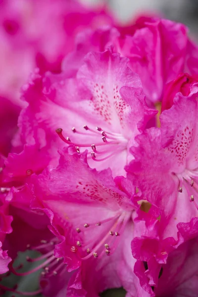 Πολλά Φούξια Λουλούδια Ροδόδεντρο Όμορφο Φόντο Στον Κήπο — Φωτογραφία Αρχείου