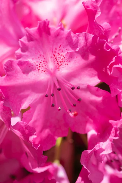 Sok Fukszia Virágok Rhododendron Gyönyörű Háttér Kertben — Stock Fotó