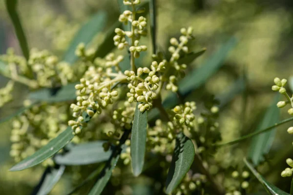 Les Boutons Floraux Olivier Qui Donneront Les Fleurs — Photo