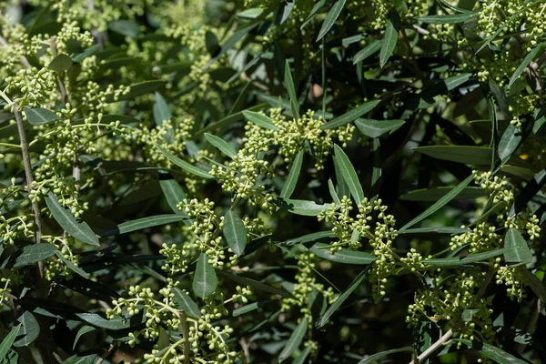 花を咲かせるオリーブの木の蕾は — ストック写真