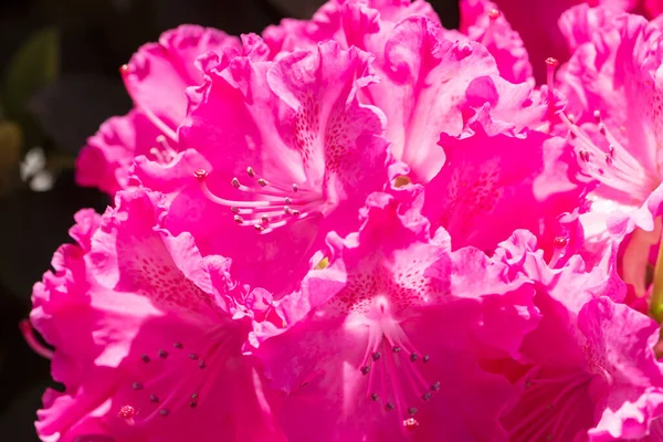 Багато Квітів Фучі Рододендрон Чудове Тло Саду Ліцензійні Стокові Фото