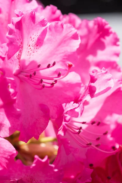 Багато Квітів Фучі Рододендрон Чудове Тло Саду Ліцензійні Стокові Зображення