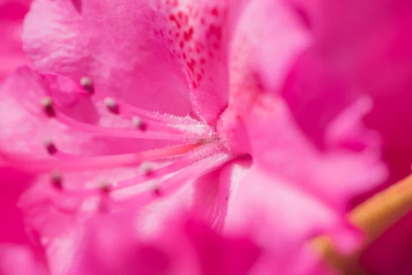 Багато Квітів Фучі Рододендрон Чудове Тло Саду Стокова Картинка