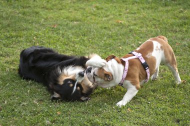 Yeşil çimenlerin üzerinde oynarken, farklı ırk köpekler
