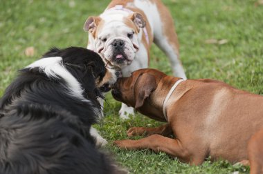 Yeşil çimenlerin üzerinde oynarken, farklı ırk köpekler