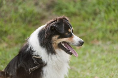 Yeşil çimenlerin üzerinde oynarken, farklı ırk köpekler