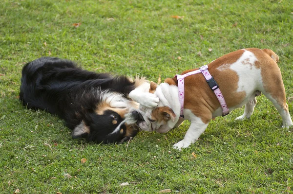 Dogs, of different race, playing on a green lawn — Stock Photo, Image