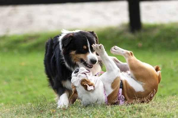 Anjing, dari ras yang berbeda, bermain di halaman hijau — Stok Foto