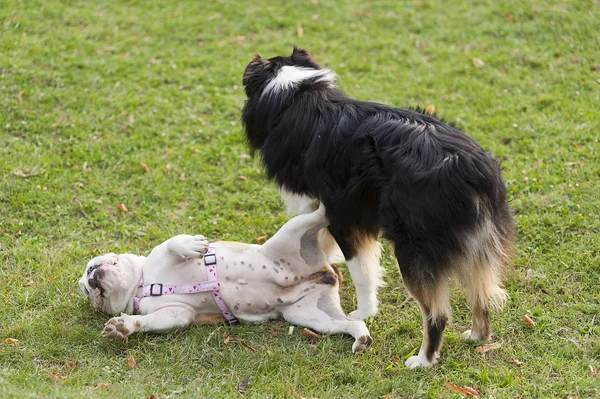 Psi, různé rasy, hrající na zeleném trávníku — Stock fotografie