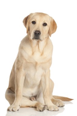 Beyaz arka plan üzerinde izole güzel labrador retriever