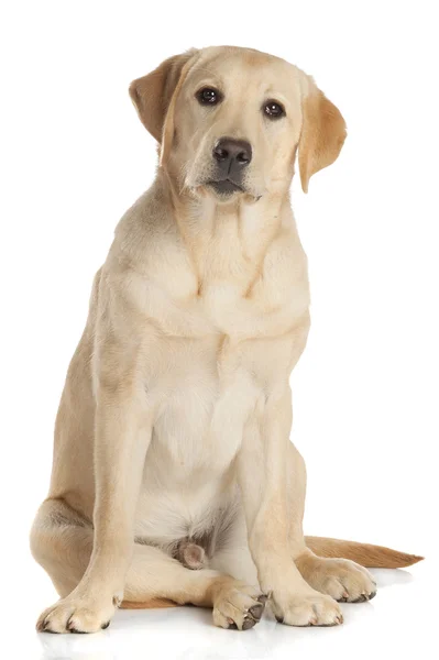 Hermoso Labrador retriever aislado sobre fondo blanco — Foto de Stock