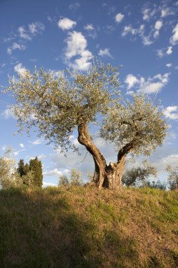 Tuscany zeytin ağacı
