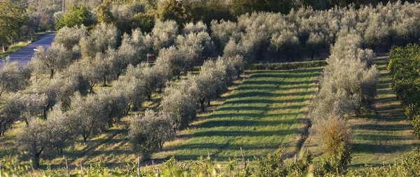 Tuscany oliv träd — Stockfoto