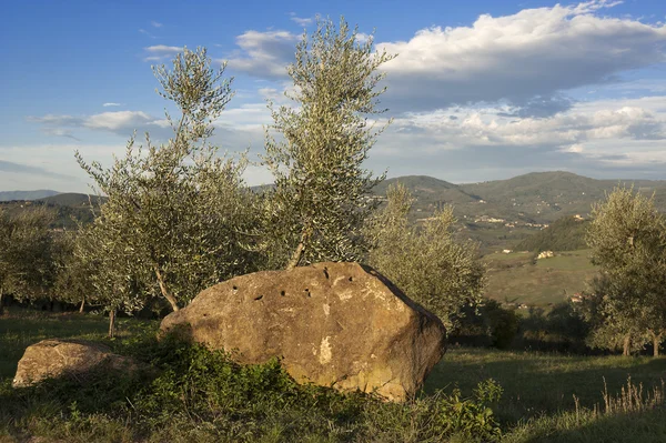 Tuscany olive tree — Stock Photo, Image