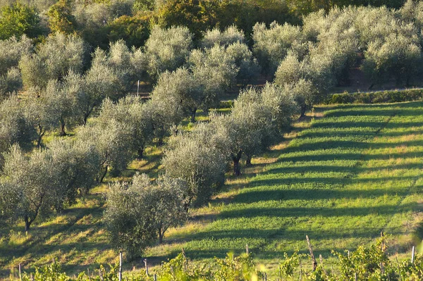Tuscany oliv träd — Stockfoto