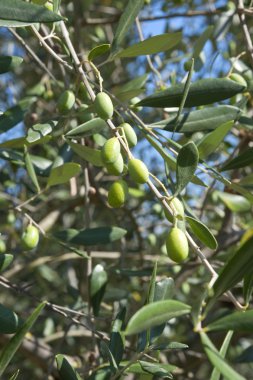 Tuscany zeytin ağacı