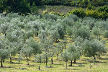 Tuscany zeytin ağacı