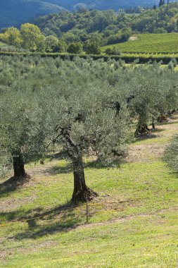 Tuscany zeytin ağacı