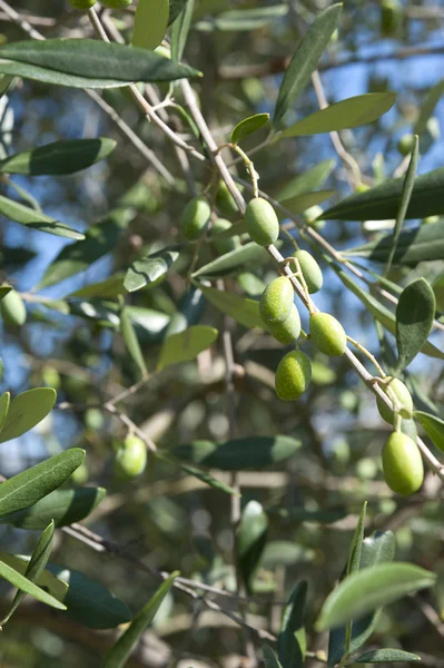 Pohon zaitun Tuscany — Stok Foto