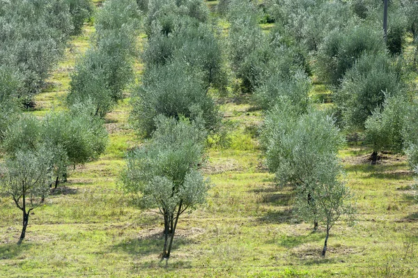 Drzewo oliwne Tuscany — Zdjęcie stockowe