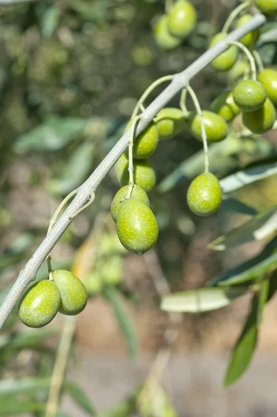 オリーブの木、オリーブのタジャスケ産は、リグーリア州インペリアに — ストック写真