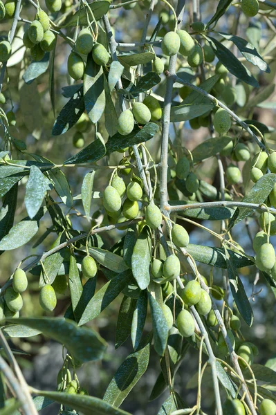 Aceituna en el árbol, taggiasche de oliva, Liguria, Imperia — Foto de Stock