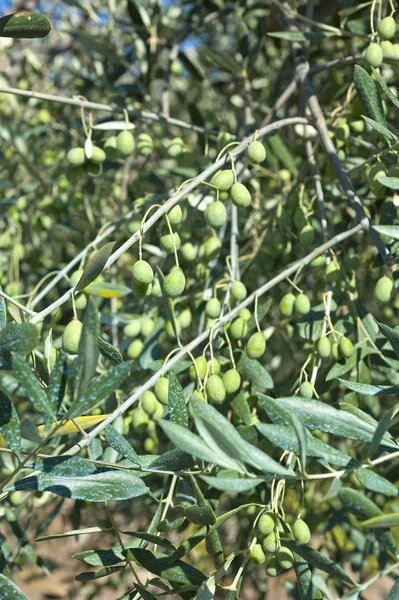 Aceituna en el árbol, taggiasche de oliva, Liguria, Imperia —  Fotos de Stock