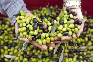 yakın bir yukarı zeytin, Ligurya zeytin taggiasca adıdır