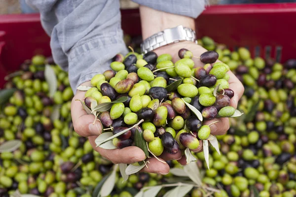 Un primer plano de aceitunas, aceitunas de liguria el nombre es taggiasca —  Fotos de Stock