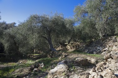 Zeytin ağacı ve bir yakın bir yukarı zeytin, Ligurya zeytin adı