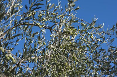 Zeytin ağacı ve bir yakın bir yukarı zeytin, Ligurya zeytin adı