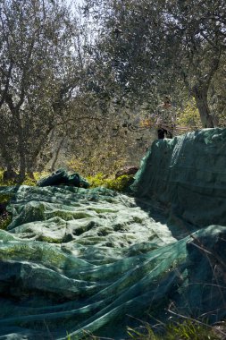 Zeytin ağacı ve bir yakın bir yukarı zeytin, Ligurya zeytin adı