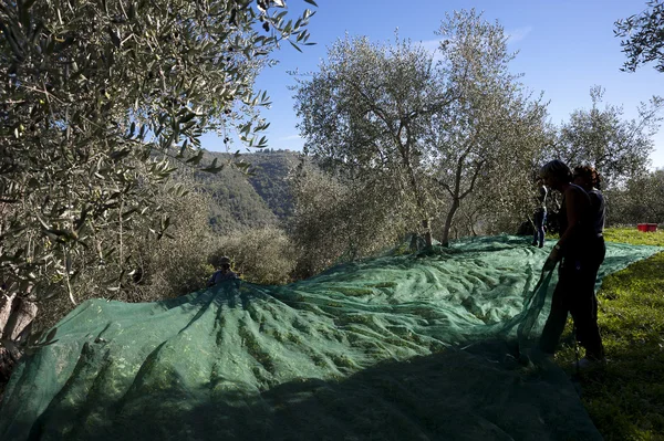 Zeytin ağacı ve bir yakın bir yukarı zeytin, Ligurya zeytin adı